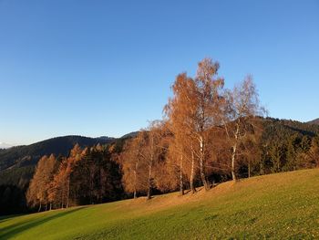 Trees on field against clear sky during autumn