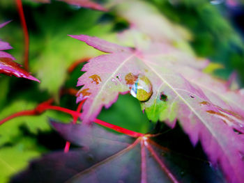 Close-up of insect on plant