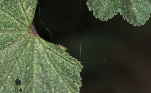 Close-up of leaves