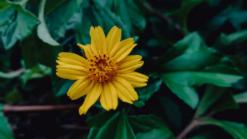 Close-up of yellow flower