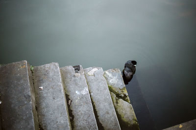 High angle view of bird perching on wood