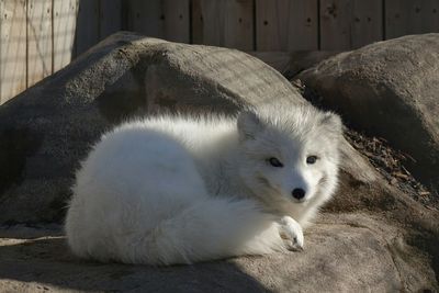 Portrait of arctic fox resting on rocks at ecomuseum zoo