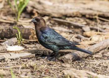 Close-up of bird perching on a field