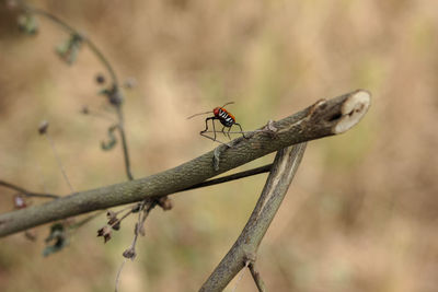 Close-up of ant on plant
