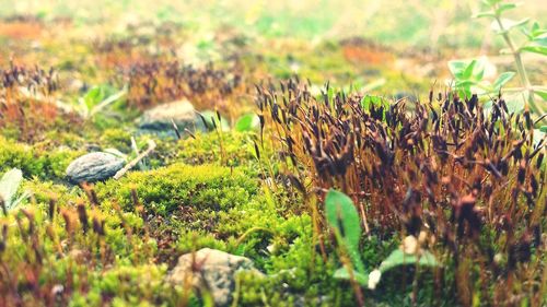 Close-up of plants growing on field