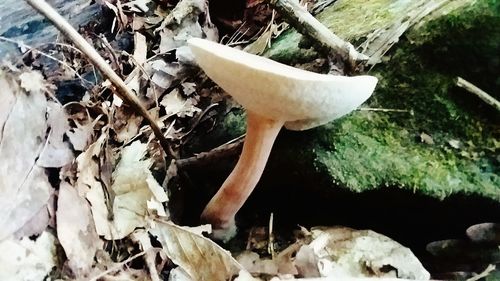 Close-up of mushroom growing on field