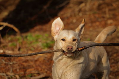 Close-up portrait of a dog