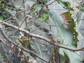 Close-up of bird perching on tree