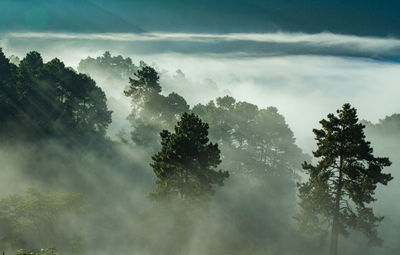 Trees in forest against sky