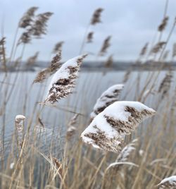 Close-up of reed grass on field by lake