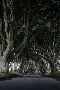 Road amidst trees in forest