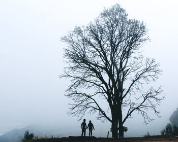 Bare tree on field against clear sky