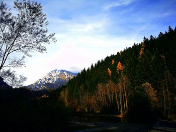 Trees in forest against sky