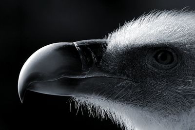 Close-up of a bird against black background