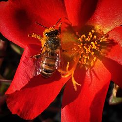 Close-up of bee on red flower