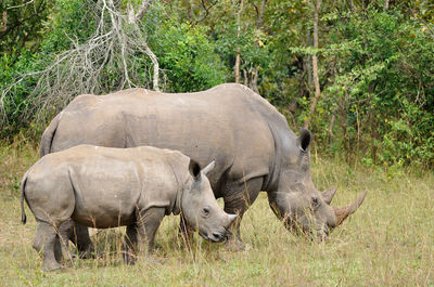 Rhinoceros standing on field