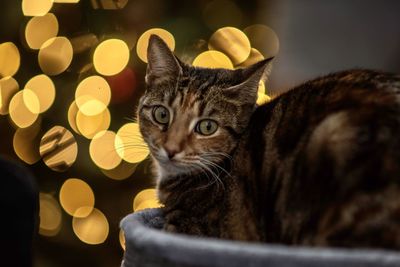 Close-up portrait of a cat