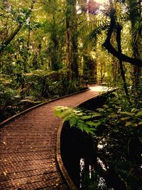 Road amidst trees in forest