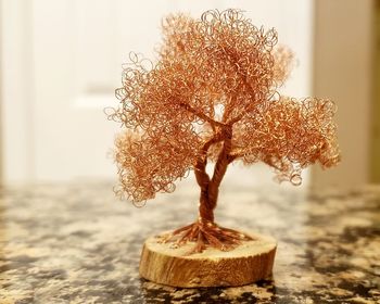 Close-up of plant on table