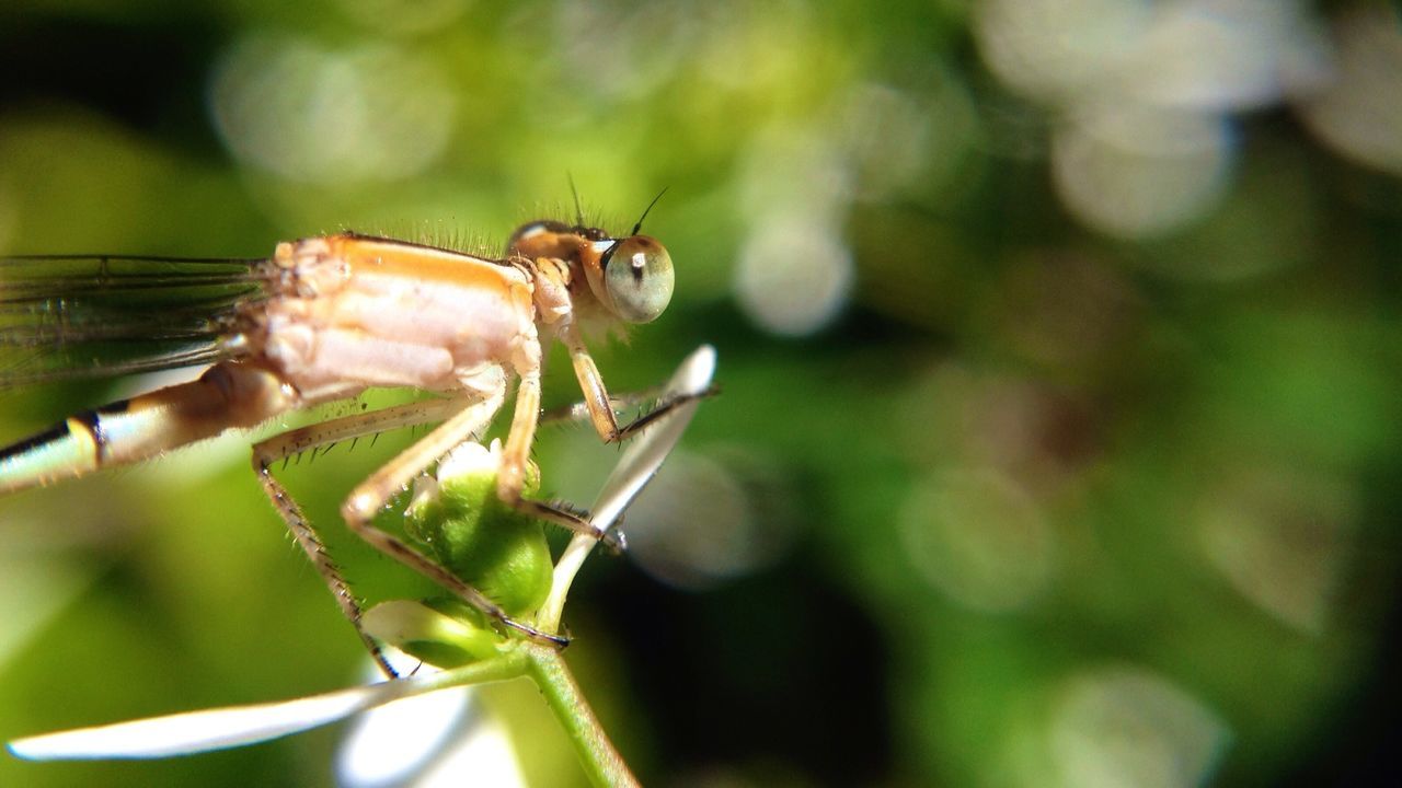 animals in the wild, animal themes, one animal, wildlife, insect, close-up, focus on foreground, nature, selective focus, plant, day, beauty in nature, outdoors, stem, zoology, dragonfly, growth, no people, green color, fragility