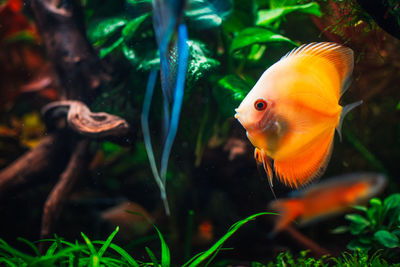 Close-up of fish swimming in aquarium