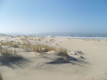 Grass at beach against clear sky