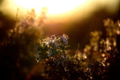 Close-up of plant against blurred background