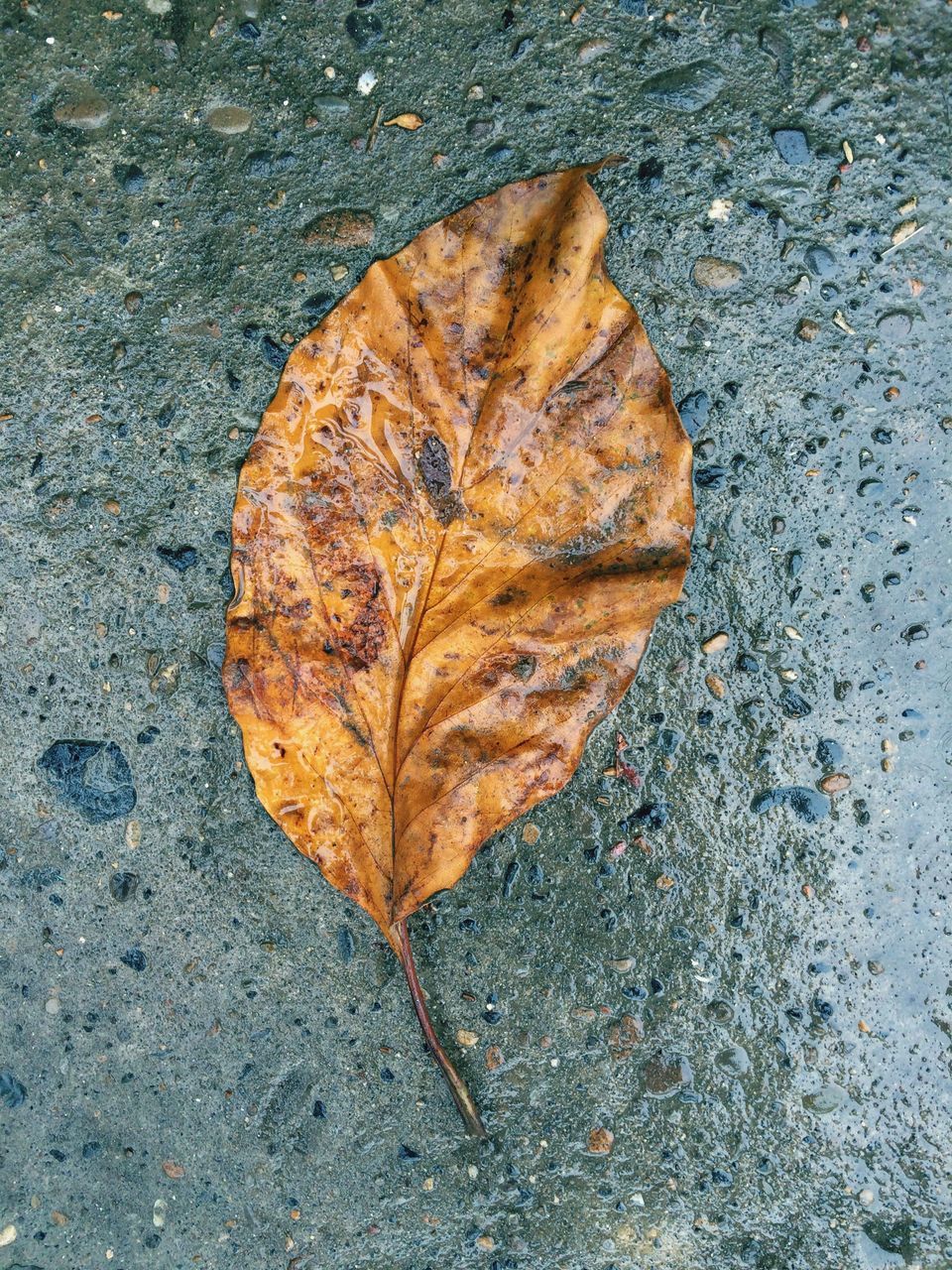 autumn, leaf, change, dry, season, leaves, fallen, leaf vein, high angle view, close-up, natural pattern, nature, maple leaf, street, fragility, ground, asphalt, natural condition, orange color, outdoors