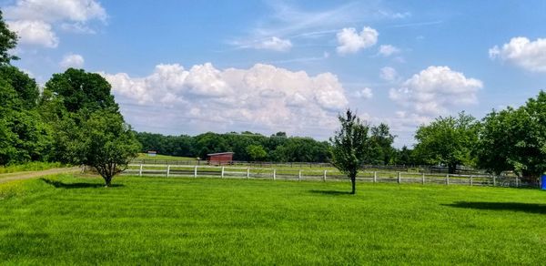 Trees on field against sky