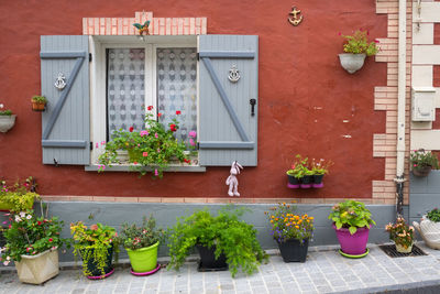 Potted plants on window sill of house