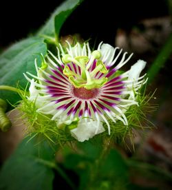 Close-up of passion flower blooming outdoors