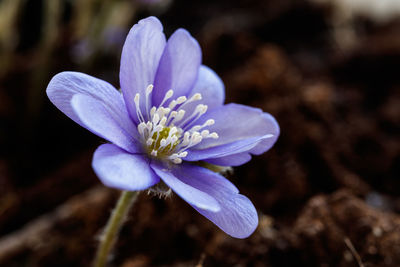 Close-up of purple crocus flower