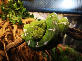 Close-up of green lizard on land