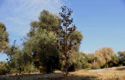 Trees growing on field against sky