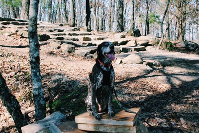 Dog sitting in forest