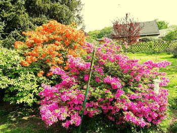 Close-up of pink flowering plants in garden