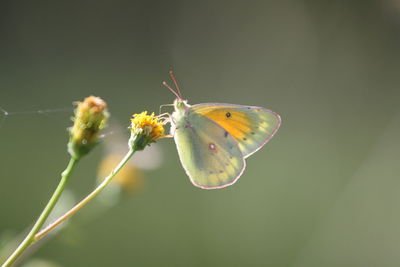 Close-up of butterfly perching on plant