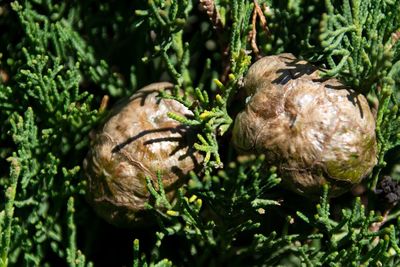 Close-up of dead plants on land