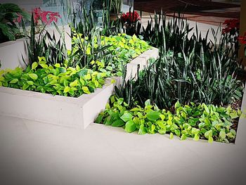 Potted plants at market stall