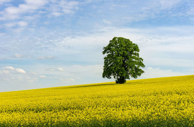 Scenic view of oilseed rape field against sky