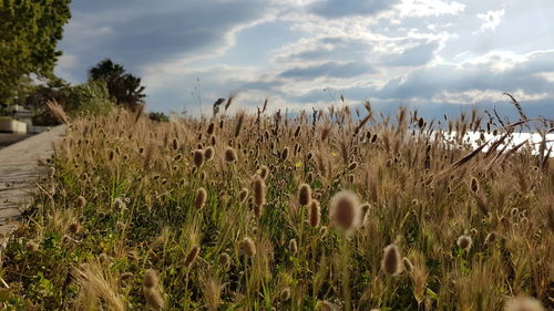 Close-up of grass growing on field against sky