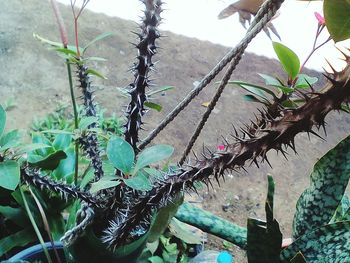 Close-up of leaves on tree against wall