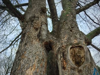 Low angle view of bare tree in forest