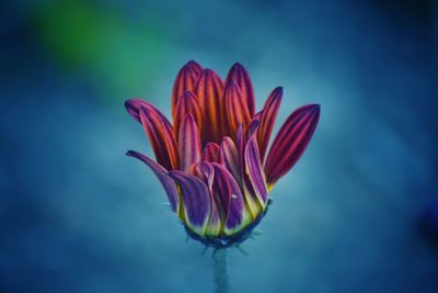 Close-up of pink flower against blue sky