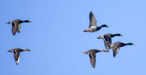 Low angle view of birds flying against clear blue sky