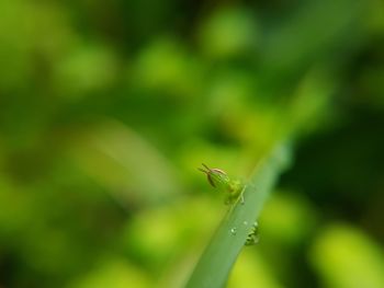 Close-up of damselfly on plant