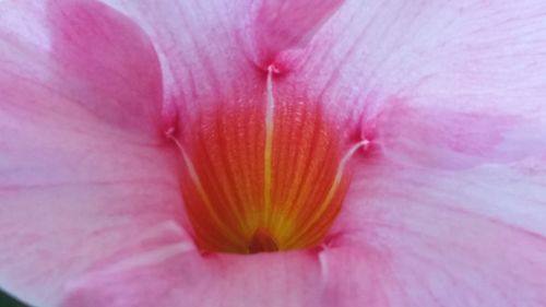 Close-up of pink hibiscus