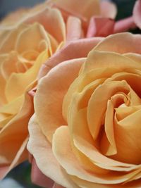 Close-up of rose flower