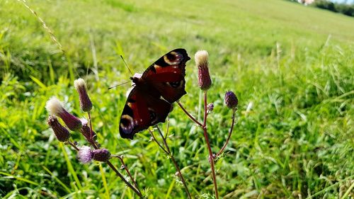 Close-up of butterfly pollinating on flower