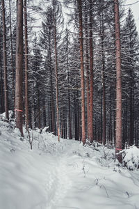 Snow covered trees in forest